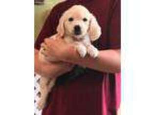Golden Retriever Puppy for sale in Alvarado, TX, USA