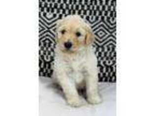 Goldendoodle Puppy for sale in Sycamore, OH, USA