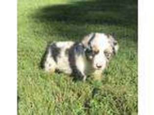 Miniature Australian Shepherd Puppy for sale in Spotsylvania, VA, USA