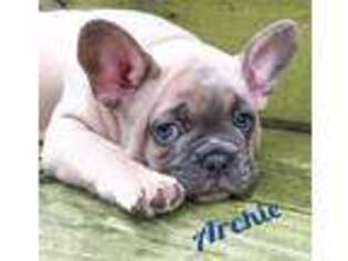 French Bulldog Puppy for sale in Berea, OH, USA