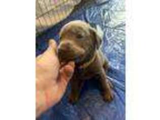 Labrador Retriever Puppy for sale in Belton, TX, USA