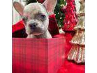 French Bulldog Puppy for sale in Danbury, CT, USA