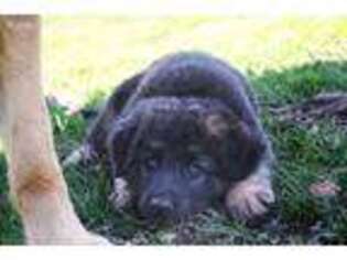 German Shepherd Dog Puppy for sale in Steelville, MO, USA