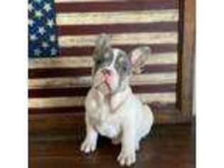 French Bulldog Puppy for sale in Weatherford, TX, USA