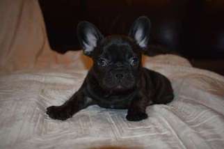 French Bulldog Puppy for sale in North Highlands, CA, USA