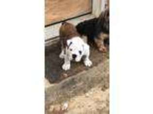 Bulldog Puppy for sale in Mendenhall, MS, USA