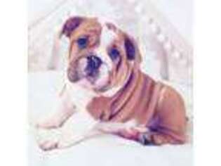 Bulldog Puppy for sale in Fairview, PA, USA