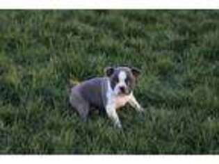 Boston Terrier Puppy for sale in Chuckey, TN, USA
