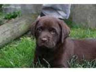 Labrador Retriever Puppy for sale in Clifton Heights, PA, USA