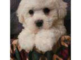 Bichon Frise Puppy for sale in Greenfield, TN, USA