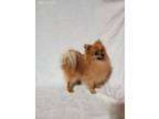 Pomeranian Puppy for sale in Corsicana, TX, USA