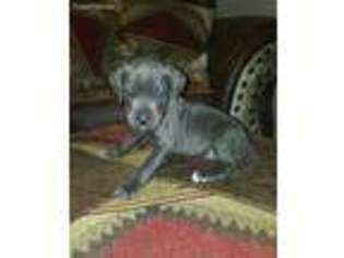 Cane Corso Puppy for sale in Big Sandy, TX, USA