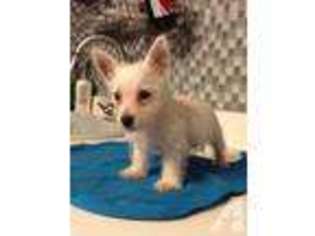 West Highland White Terrier Puppy for sale in KISSIMMEE, FL, USA