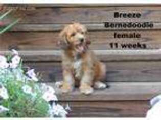 Bernese Mountain Dog Puppy for sale in Clarkrange, TN, USA