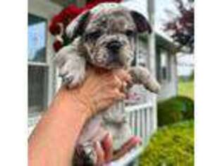 Bulldog Puppy for sale in Wilmington, OH, USA