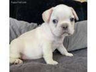 French Bulldog Puppy for sale in Arvada, CO, USA