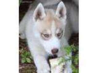Siberian Husky Puppy for sale in Keene, NH, USA