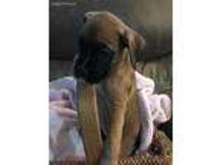 Boxer Puppy for sale in Rochester, NH, USA
