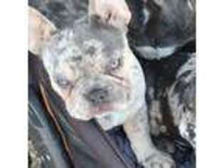 French Bulldog Puppy for sale in Redding, CA, USA
