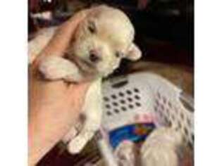 Maltese Puppy for sale in Centre, AL, USA