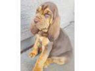 Bloodhound Puppy for sale in Goodyear, AZ, USA