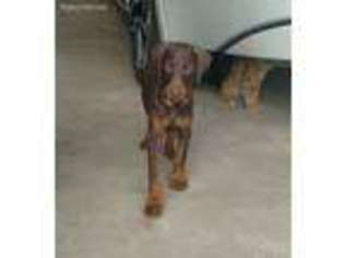 Doberman Pinscher Puppy for sale in Winnsboro, LA, USA