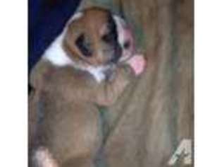 Bulldog Puppy for sale in ROBERTSDALE, AL, USA
