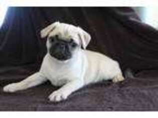 Pug Puppy for sale in Riceville, IA, USA