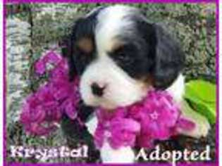 Cavalier King Charles Spaniel Puppy for sale in West Bend, WI, USA