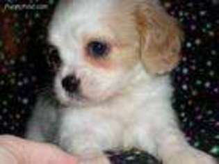 Cavalier King Charles Spaniel Puppy for sale in Sparta, TN, USA