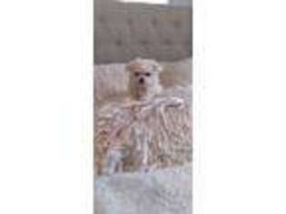 Maltese Puppy for sale in Black River, NY, USA