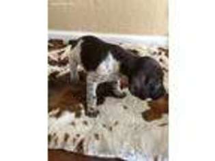 German Shorthaired Pointer Puppy for sale in Orange Grove, TX, USA