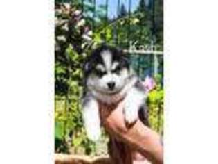 Siberian Husky Puppy for sale in Portland, OR, USA