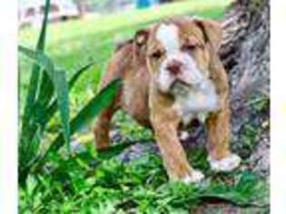 Olde English Bulldogge Puppy for sale in Anderson, MO, USA