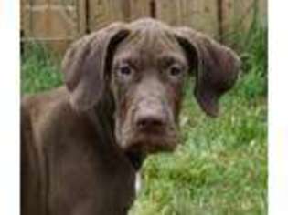 Great Dane Puppy for sale in Luther, OK, USA