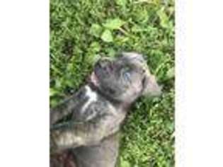 Neapolitan Mastiff Puppy for sale in Farmington, MO, USA