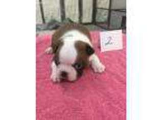 Boston Terrier Puppy for sale in Bells, TX, USA