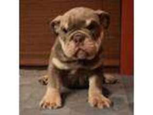 Bulldog Puppy for sale in Arabi, LA, USA