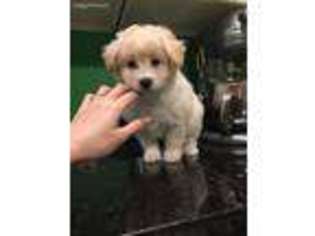 Mutt Puppy for sale in Redmond, WA, USA