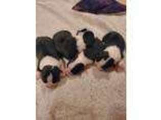 Boston Terrier Puppy for sale in Shelby, IA, USA