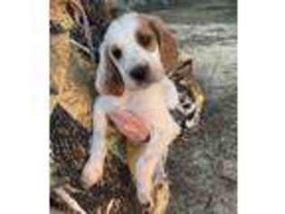Irish Red and White Setter Puppy for sale in Fountain, FL, USA