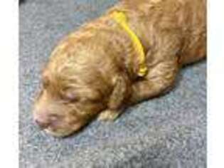 Goldendoodle Puppy for sale in Fair Play, MO, USA