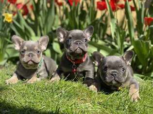 French Bulldog Puppy for sale in Bridgeport, CT, USA