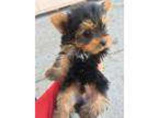 Yorkshire Terrier Puppy for sale in Lynwood, CA, USA
