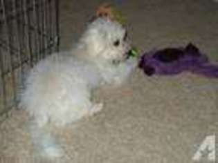 Bichon Frise Puppy for sale in FOREST, VA, USA