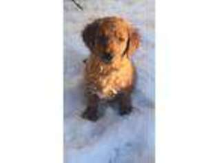 Golden Retriever Puppy for sale in Salem, NH, USA