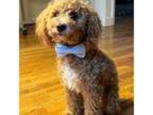 Goldendoodle Puppy for sale in Irvington, NY, USA