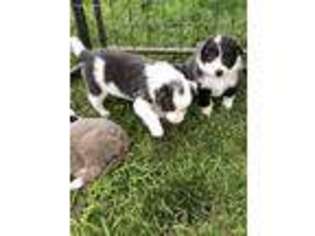 Border Collie Puppy for sale in Yelm, WA, USA
