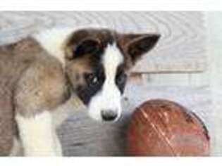 Akita Puppy for sale in Saint Joe, IN, USA
