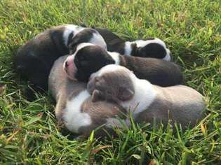 Boston Terrier Puppy for sale in Saint Louis, MO, USA